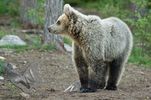 Brown Bear Cub