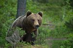 Brown Bear