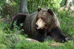 Brown Bear