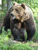 Brown Bear