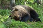 Resting Bear