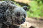 Alpha Female Bear