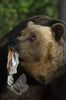 Bear with Salmon Skin