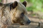 Brown Bear