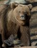 Brown Bear