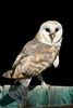 Barn Owl