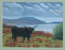 Highland Cow on Mull