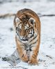 Amur Tiger Cub