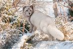 Arctic Fox