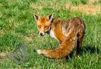 Red Fox