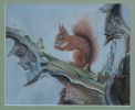 Red Squirrel at Aviemoor