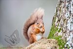 Red Squirrel