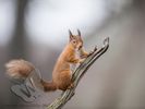 Red Squirrel