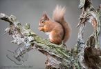 Red Squirrel