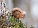 Red Squirrel