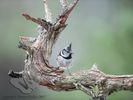 Crested Tit