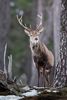 Red Deer