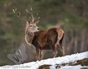 Red Deer