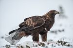 Golden Eagle at Aviemore