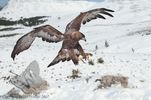 Golden Eagle