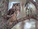 Eagle Owl