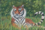 Tiger at Dartmoor zoo