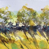 Hawthorn hedges and Blossom