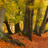 Autumn Woodland - Lady's Walk