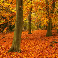Autumn Woodland