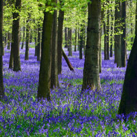 Bluebell Wood Panorama