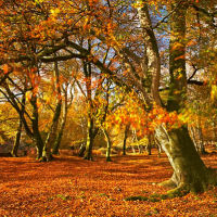 Autumn Woodland