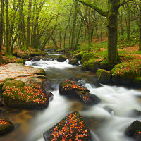 Golitha Falls
