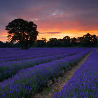 Lavender Field
