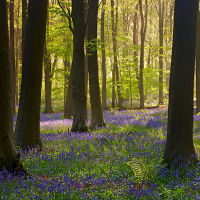Bluebell Wood