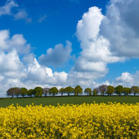 South Downs Countryside