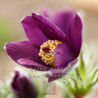 Pasque Flower