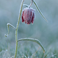 Snake Head Fritillary