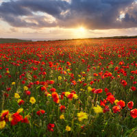 West Pentire Poppies