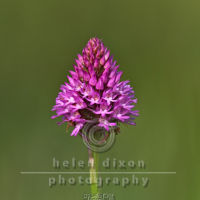Beachy Head Orchid
