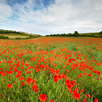 Poppy Field