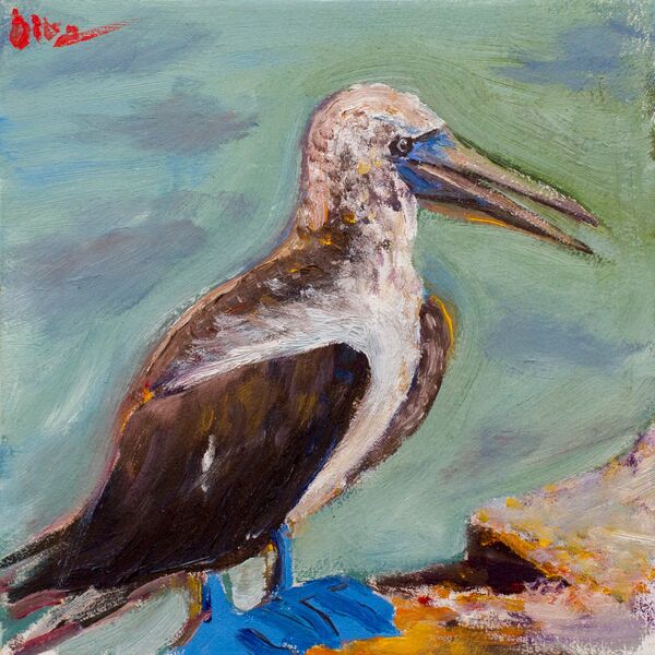 Blue footed booby living on Galapagos islands