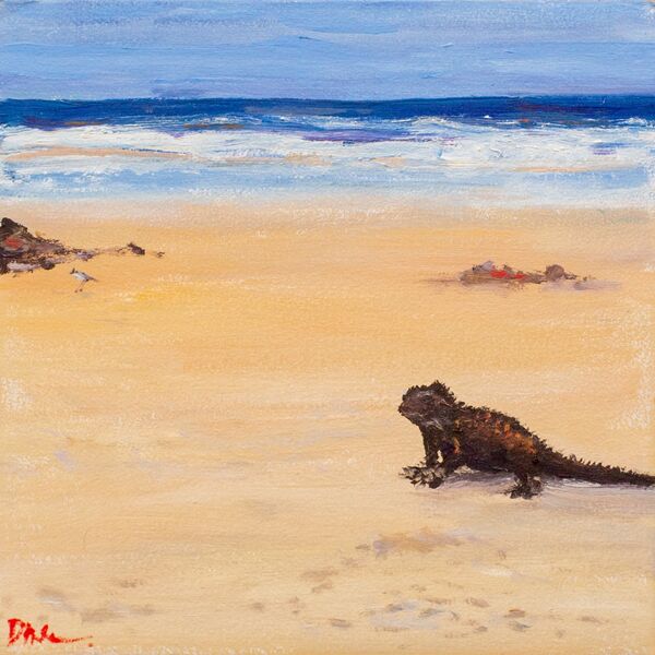 Iguana looking at you, Tortuga Bay, Galapagos