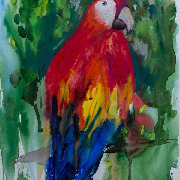 Ecuadorian parrot