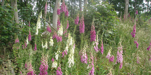 Foxgloves in Dirleton Woods