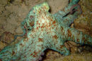Caribbean Reef Octopus