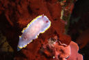 Nudibranch