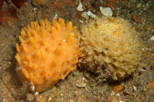 Yellow hedgehog sponge and Golf ball sponge