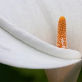 Arum Lilly