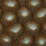 Texture's and Colours of Fiji's Coral Reefs