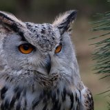 European Eagle Owl